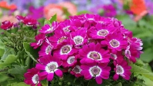 تصویر 4 از قیمت خرید گل سینره مینیاتوری + فروش ویژه