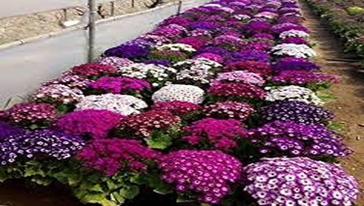 تصویر 1 از قیمت خرید گل سینره مینیاتوری + فروش ویژه