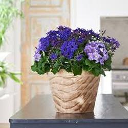 قیمت خرید گل سینره مینیاتوری + فروش ویژه