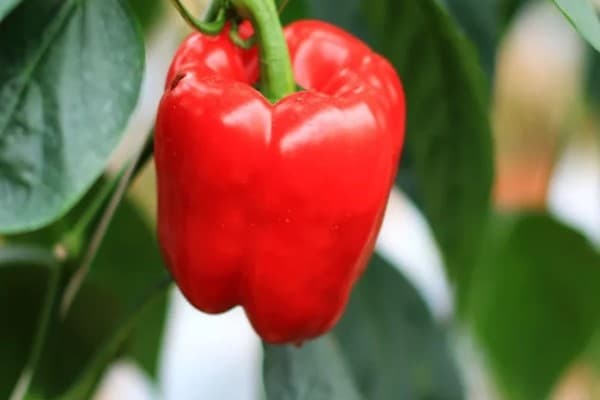 تصویر 1 از خرید و قیمت انواع فلفل قرمز دلمه ای