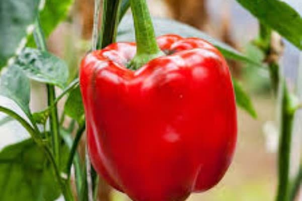 تصویر 4 از خرید و قیمت انواع فلفل قرمز دلمه ای