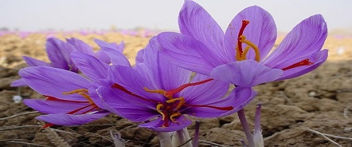 تصویر 5 از فروش زعفران صادراتی سحرخیز + قیمت خرید به صرفه