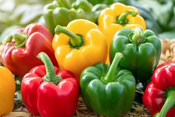 تصویر 5 از قیمت خرید فلفل دلمه ای رنگی صادراتی با فروش عمده