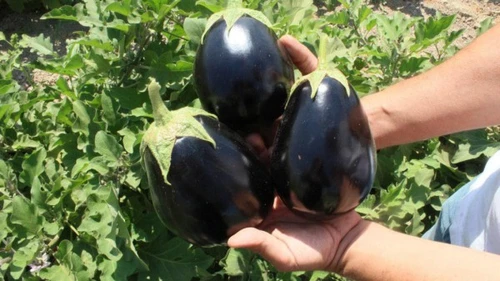 تصویر 2 از قیمت خرید بادمجان دلمه ای بزرگ + فروش ویژه