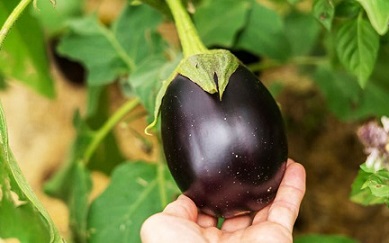 تصویر 4 از قیمت خرید بادمجان دلمه ای بزرگ + فروش ویژه