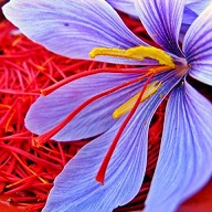 قیمت خرید زعفران صادراتی سحرخیز + فروش ویژه
