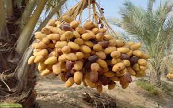 تصویر 1 از قیمت خرمای برحی عسلی + خرید باور نکردنی