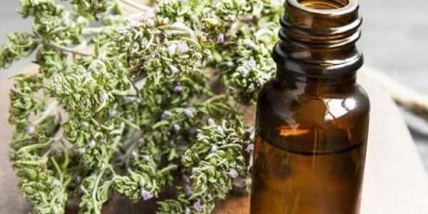 تصویر 5 از خرید آویشن کوهی گیاهان دارویی