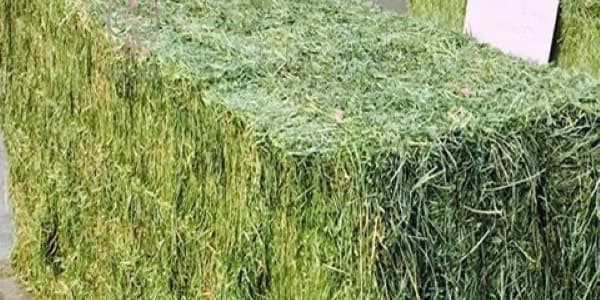 تصویر 4 از خرید خوراک دام جیرفت + قیمت فروش استثنایی