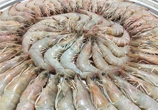 تصویر 4 از خرید و قیمت میگو ببری بزرگ + فروش صادراتی