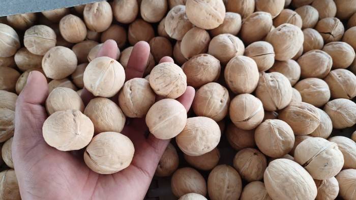 تصویر 4 از خرید و قیمت گردو چینی عمده + فروش عمده