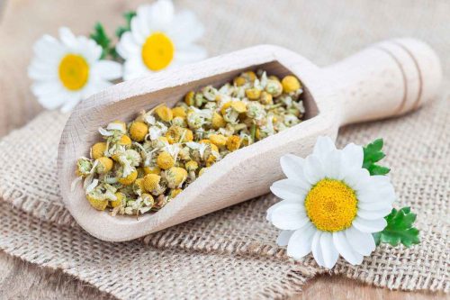 تصویر 3 از قیمت خرید بابونه گیاهی خشک شده + فروش ویژه