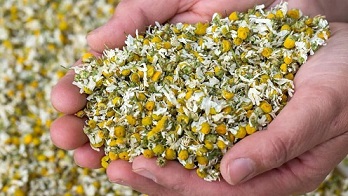 تصویر 1 از خرید و قیمت گیاه خشک شده بابونه + فروش عمده