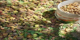 تصویر 2 از بهترین بادام درختی تازه + قیمت خرید عالی