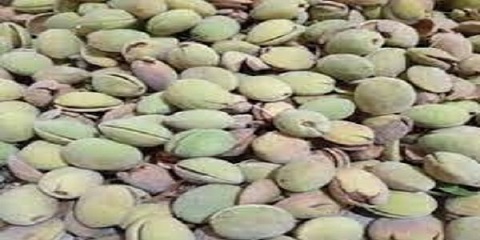 تصویر 3 از بهترین بادام درختی تازه + قیمت خرید عالی