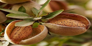 تصویر 3 از بادام درختی ریز مناسب استفاده در کیک و شیرینی مقرون به صرفه