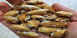 تصویر 4 از معرفی بادام درختی ارگانیک + بهترین قیمت خرید