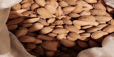 تصویر 3 از خرید جدیدترین انواع بادام درختی شهرکرد