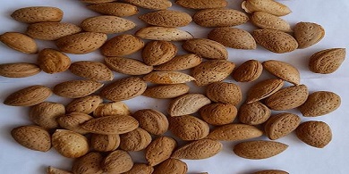 تصویر 2 از خرید و قیمت انواع بادام درختی ریز