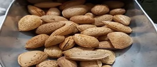تصویر 4 از خرید و قیمت انواع بادام درختی ریز