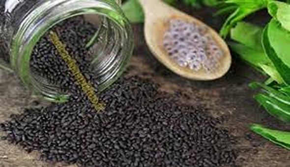 تصویر 5 از قیمت تخم بارهنگ اصل + خرید باور نکردنی