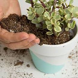 قیمت خاک مخصوص گل کاکتوس + خرید باور نکردنی