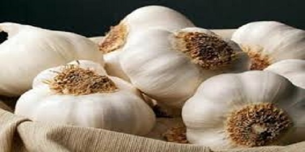 تصویر 4 از خرید سیر سفید همدان + بهترین قیمت