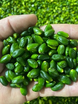 قیمت خرید پسته سبز قزوین + فروش ویژه