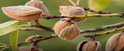 تصویر 4 از خرید مغز بادام مامایی + قیمت فروش استثنایی