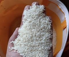 تصویر 1 از قیمت برنج طارم هاشمی درجه یک  + خرید باور نکردنی