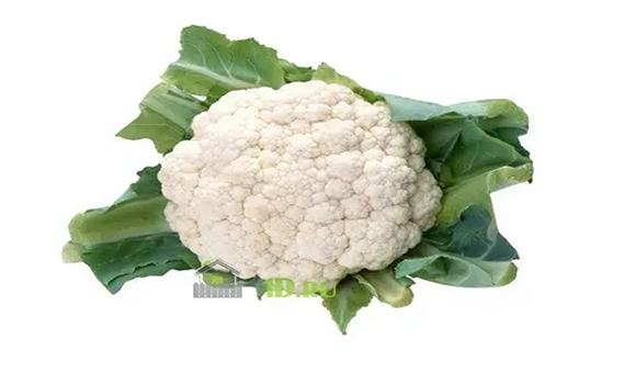 تصویر 2 از خرید گل کلم اصفهان + قیمت فروش استثنایی