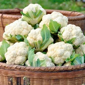 خرید گل کلم اصفهان + قیمت فروش استثنایی