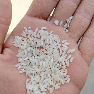 قیمت خرید برنج چمپا فوق ممتاز + فروش ویژه