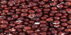 تصویر 2 از قیمت روز فندق بو داده نمکی