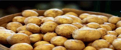 تصویر 5 از خرید سیب زمینی سفیرا صادراتی + قیمت فروش استثنایی