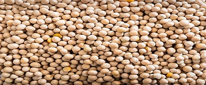 تصویر 2 از خرید نخود درشت کرمانشاهی + قیمت فروش استثنایی
