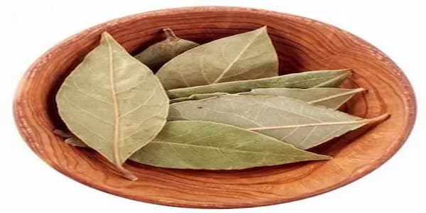 تصویر 3 از خرید و فروش گیاه اکالیپتوس خشک شده  با شرایط فوق العاده