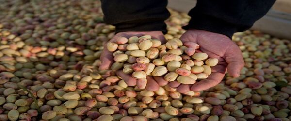 تصویر 2 از خرید پسته فندقی شور + قیمت فروش استثنایی