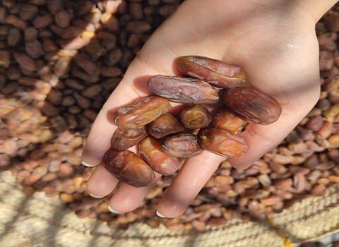 تصویر 4 از خرید خرما مضافتی صادراتی + قیمت فروش استثنایی