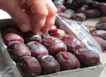 تصویر 4 از قیمت خرید خرمای مضافتی سه ردیفه + فروش ویژه