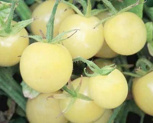 تصویر 3 از خرید گوجه فرنگی سفید+ بهترین قیمت
