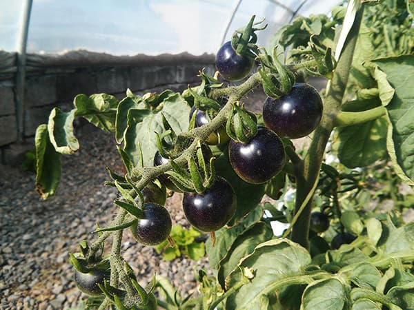 تصویر 1 از خرید و قیمت گوجه فرنگی سیاه رنگ + فروش عمده
