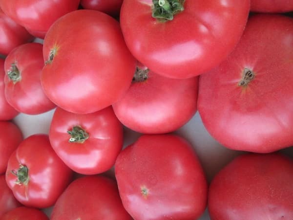 تصویر 1 از خرید و قیمت گوجه گیلاسی قرمز + فروش عمده