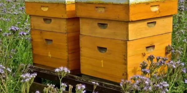 تصویر 3 از خرید جعبه زنبورداری عسل  + قیمت فروش استثنایی