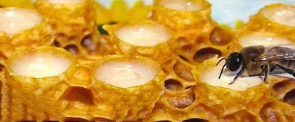 تصویر 4 از خرید ژل رویال گرید a + قیمت فروش استثنایی