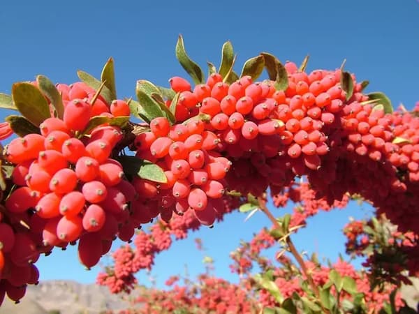 تصویر 4 از خرید و قیمت انواع زرشک بیدانه قائنات