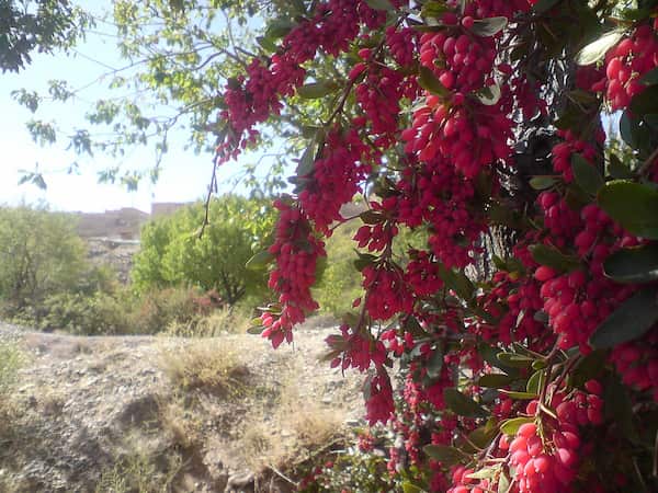 تصویر 3 از راهنمای خرید زرشک پفکی درجه یک + قیمت عالی