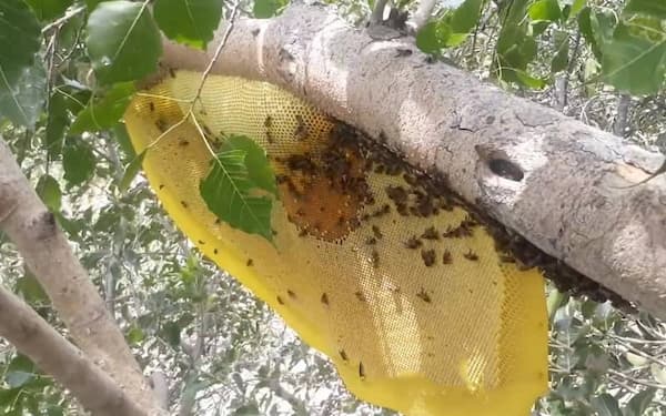 تصویر 4 از عسل ارگانیک اصل با گواهی بین‌ المللی  خرید آنلاین