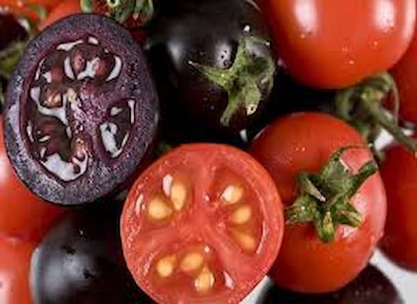 تصویر 5 از خرید و قیمت گوجه فرنگی سیاه رنگ + فروش عمده