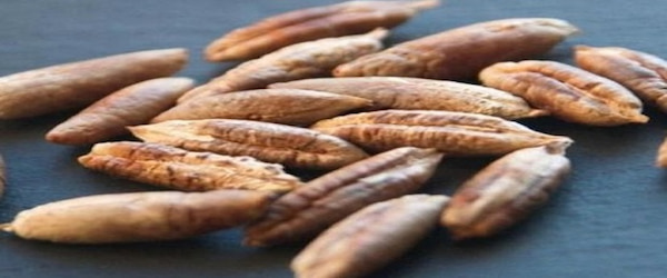 تصویر 4 از خرید هسته خرما عمده + قیمت فروش استثنایی